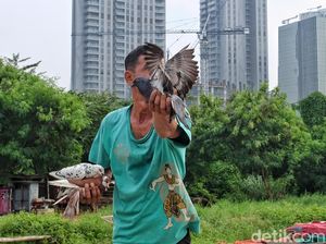 Memanfaatkan Lahan Kosong di Perkotaan untuk Bermain Merpati