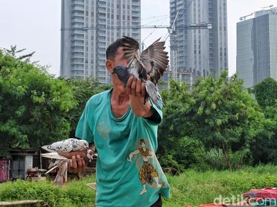 Memanfaatkan Lahan Kosong di Perkotaan untuk Bermain Merpati