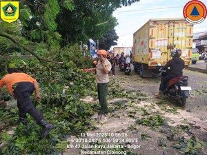 Pohon Tumbang Timpa Mobil di Cibinong Bogor, Sopir Terluka