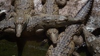 Buaya orinoco memiliki nama ilmiah, Crocodylus intermedius. Ukurannya bisa mencapai enam meter dengan berat 800 kilogram. Federico Parra/AFP/Getty Images