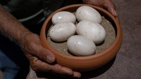 Menurut Badan Konservasi PBB, buaya orinoco masuk kategori hampir punah. Populasi buaya orinoco berkurang sekitar 80 persen sejak awal tahun 1900-an. Federico Parra/AFP/Getty Images