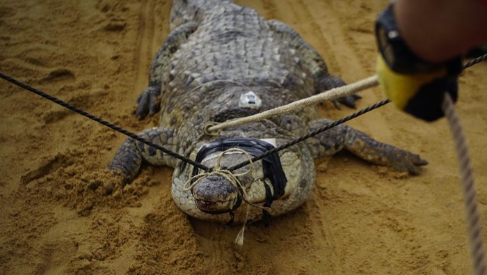 PUERTO GAITAN, COLOMBIA - NOVEMBER 18: An Orinoco crocodile is released in the beaches of the Manacacias river as part of the largest program to prevent the Orinoco extinction where 15 crocodiles were returned to the wild on November 18, 2017 in Puerto Gaitan, Colombia. The Orinoco crocodile is a critically endangered species that is extensively haunted for its skin, it can only be found in freshwater environments in Colombia and Venezuela. (Photo by (Ovidio Gonzalez/Getty Images)