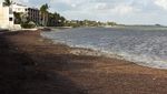 Rumput Laut Kepung Pantai di Florida AS