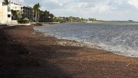 Pantai di Key West dipenuhi rumput laut Sargassum yang terbentuk di Samudra Atlantik.