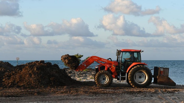 KEY WEST, FLORIDA, UNITED STATES - MAY 7: Piles of seaweed that washed ashore are seen on a beach on May 7, 2023 in Key West, Florida. Scientists have reported that an usually large mass of Sargassum seaweed for this time of year has formed in the Atlantic Ocean and is possibly headed for the Florida coastlines throughout the Gulf of Mexico. (Photo by Paul Hennessy/Anadolu Agency via Getty Images)