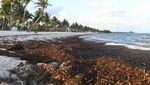 Rumput Laut Kepung Pantai di Florida AS
