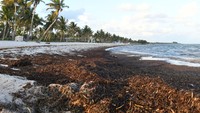 Rumput laut yang terdampar memenuhi pantai di Key West, Florida, Amerika Serikat, Minggu (7/5/2023).