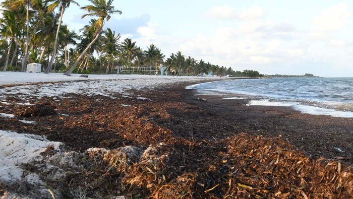 Rumput Laut Kepung Pantai di Florida AS KEY WEST, FLORIDA, UNITED STATES - MAY 7: Piles of seaweed that washed ashore are seen on a beach on May 7, 2023 in Key West, Florida. Scientists have reported that an usually large mass of Sargassum seaweed for this time of year has formed in the Atlantic Ocean and is possibly headed for the Florida coastlines throughout the Gulf of Mexico. (Photo by Paul Hennessy/Anadolu Agency via Getty Images)