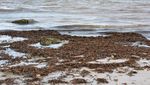 Rumput Laut Kepung Pantai di Florida AS