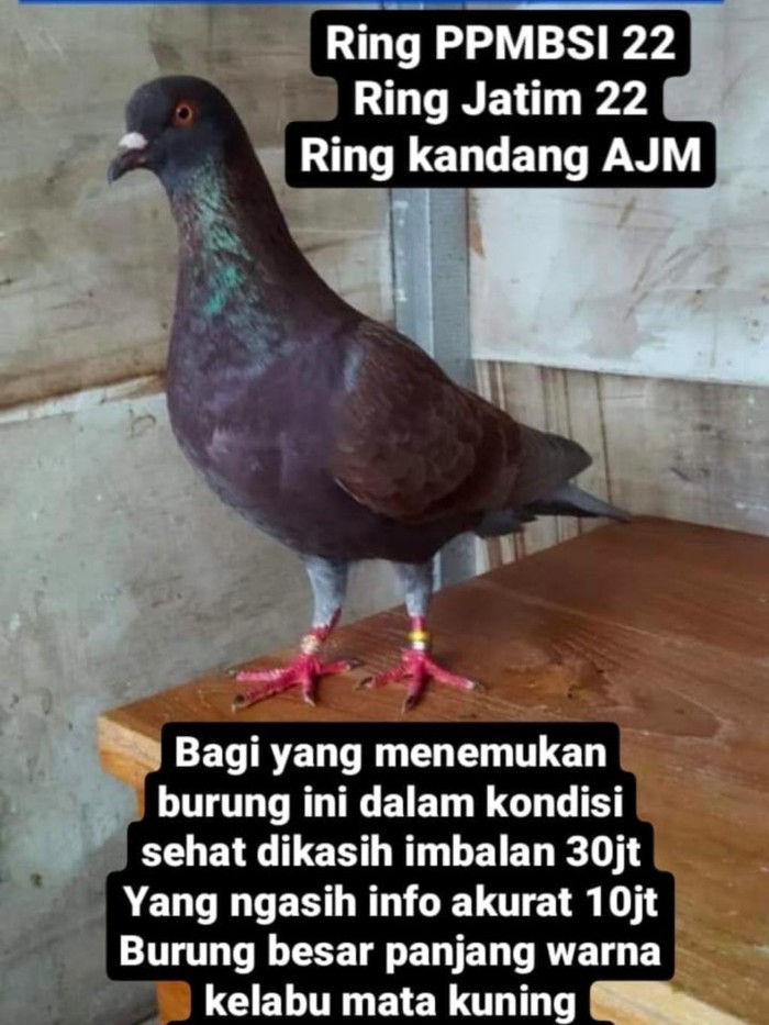 sayembara merpati hilang