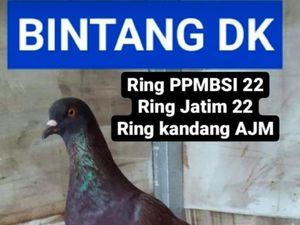 Alasan Pemilik Merpati Balap Kesayangan gandakan Hadiah Jadi Rp 30 Juta