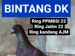 Alasan Pemilik Merpati Balap Kesayangan gandakan Hadiah Jadi Rp 30 Juta