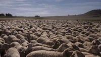 Kekeringan ini mengancam gagal panen pada pertanian warga serta kekurangan minum hewan ternak di Provinsi Murcia, Spanyol.