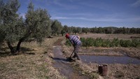 Seorang petani bekerja dengan irigasi parit tradisional yang mengalir kecil di Letur, provinsi Albacete, Spanyol, pada Rabu, 26 April 2023.