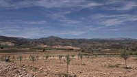 Penampakan pertanian zaitun di Letur, Albacete, Spanyol yang kekeringan.