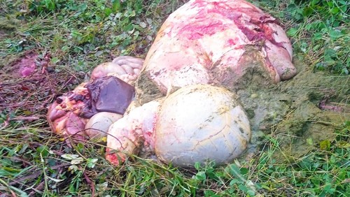 Ternak sapi milik warga Kelurahan Nonbes, Kecamatan Amarasi, Kabupaten Kupang, NTT dicuri OTK lalu menyisakan ususnya di semak belukar. (Istimewa).