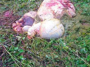 Polres Kupang Selidiki Jaringan Pencuri Sapi dengan Cara Mutilasi