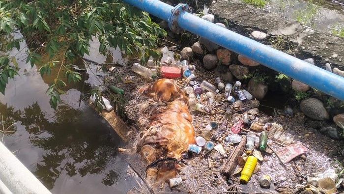 Bangkai babi di Desa Non Blok, Kecamatan Kalaena, Luwu TImur.