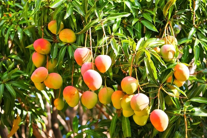 Begini Trik Petani Jepang Hasilkan Mangga Istimewa Rp 3,4 Juta per Buah