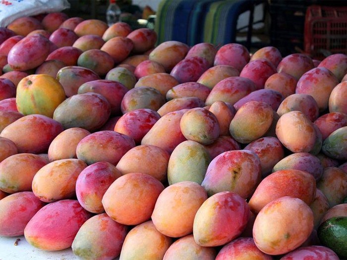 Begini Trik Petani Jepang Hasilkan Mangga Istimewa Rp 3,4 Juta per Buah