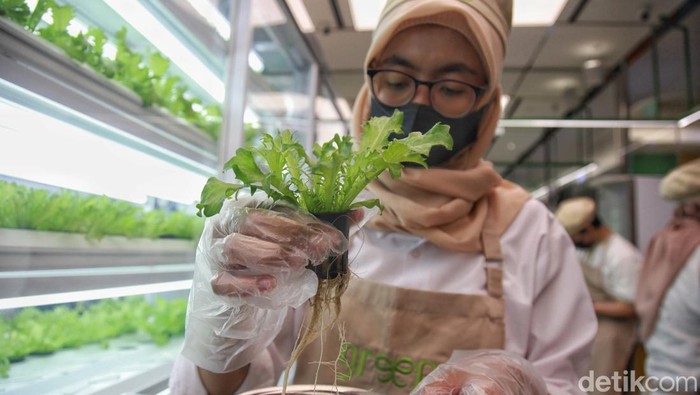 Konsep restoran ini berani sehat. Yakni menanam sayuran dengan teknologi modern dan menyajikan dalam tradisi salad yang tak kalah enak. Ini liputannya.