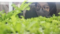 Microgreen adalah sejenis sayuran mini yang dipanen dalam rentang waktu 7-14 hari. Sayuran ini memiliki kandungan nutrisi tinggi bahkan hingga 39 kali lebih bernutrisi dibandingkan sayuran biasa.