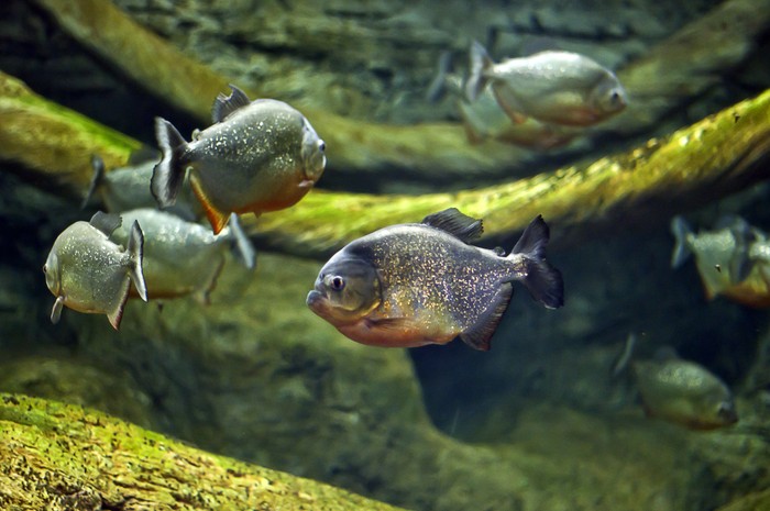 ikan piranha