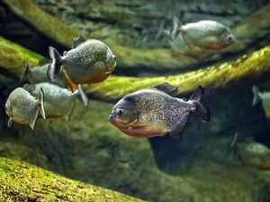 10 Ikan Paling Mematikan di Dunia, Berbisa hingga Suka Makan Darah