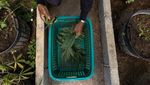 Mengintip Kebun dan Pengolahan Ganja di Thailand yang Kini Legal