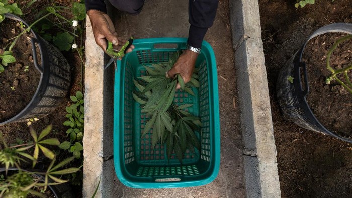 Tanaman ganja merupakan tanaman yang memiliki efek psikoaktif. Yuk, intip kebun dan pengolahan ganja di Thailand.