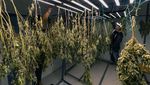 Mengintip Kebun dan Pengolahan Ganja di Thailand yang Kini Legal