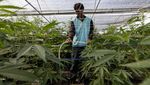 Mengintip Kebun dan Pengolahan Ganja di Thailand yang Kini Legal