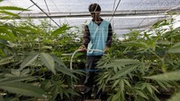 Seorang pekerja menyirami tanaman ganja di Perkebunan Supasiri.  