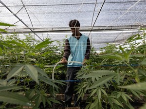 Thailand akan Revisi Kebijakan Ganja untuk Rekreasi
