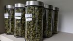 Mengintip Kebun dan Pengolahan Ganja di Thailand yang Kini Legal