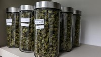Berbagai varietas ganja yang ditanam secara lokal dalam toples di apotek ganja Monk Space.