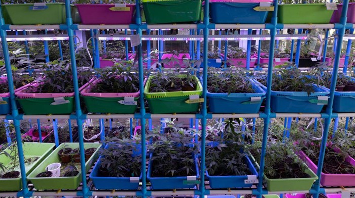 Mengintip Kebun dan Pengolahan Ganja di Thailand Tanaman ganja merupakan tanaman yang memiliki efek psikoaktif. Yuk, intip kebun dan pengolahan ganja di Thailand.