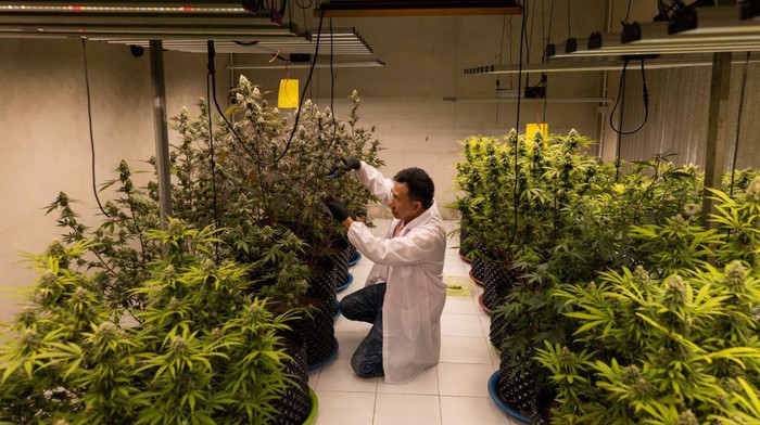 Mengintip Kebun dan Pengolahan Ganja di Thailand Tanaman ganja merupakan tanaman yang memiliki efek psikoaktif. Yuk, intip kebun dan pengolahan ganja di Thailand.