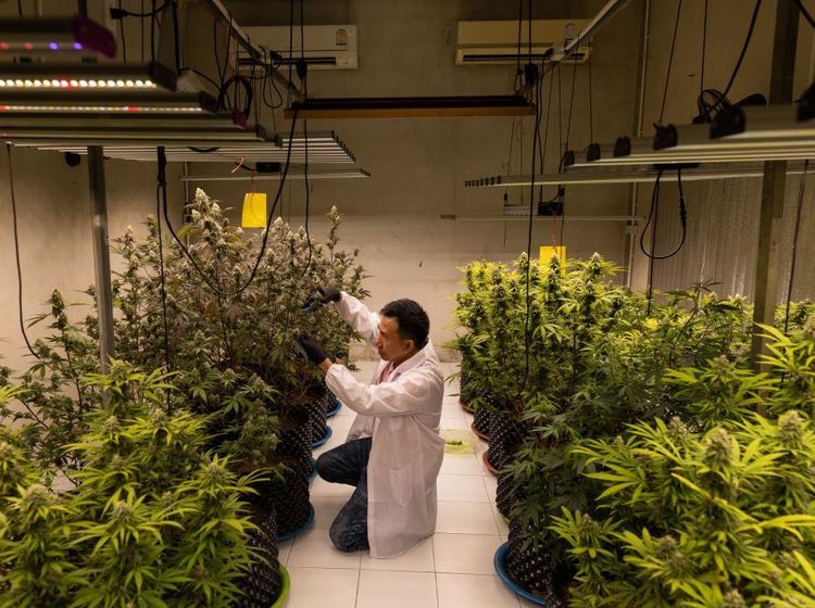 Mengintip Kebun dan Pengolahan Ganja di Thailand yang Kini Legal