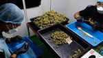 Mengintip Kebun dan Pengolahan Ganja di Thailand yang Kini Legal