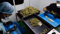 Setelah kering, pekerja memangkas tunas ganja untuk di kemas dalam toples.