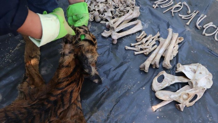 Penampakan tulang dan kulit harimau sumatera yang dijual 3 orang di Sarolangun