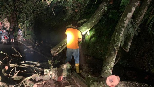 Pohon tumbang terjadi di Banjar Dinas Wirabuana, Desa Gitgit, Kecamatan Sukasada, Kabupaten Buleleng, Bali, Jumat (12/5/2023).