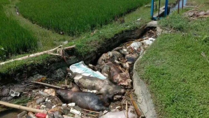 Temuan bangkai babi di Luwu Timur, Sulsel.