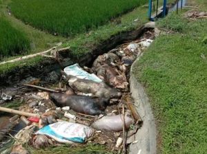 Wabah Flu Babi Afika Menyebar di 3 Wilayah Sulsel, Tertinggi di Lutra