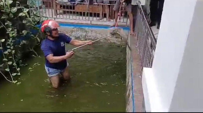 Biawak masuk kolam dan mangsa ikan milik warga di Makassar.