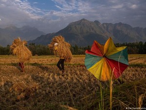 Cuaca Ekstrem-Gagal Panen Dorong Angka Bunuh Diri Petani di India