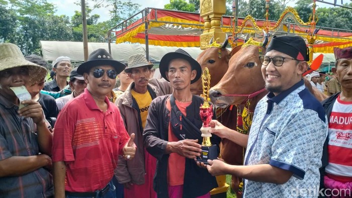 Kontes kecantikan sapi Sape Sonok di Sumenep