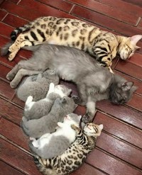 Kucing menjadi salah satu hewan yang menggemarska, seperti deretan foto berikut ini. Nah kira-kira kucing detikers di rumah lebih lucu dan imut nggak nih?
