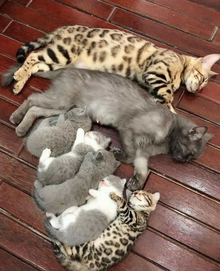 Kucing menjadi salah satu hewan yang menggemarska, seperti deretan foto berikut ini. Nah kira-kira kucing detikers di rumah lebih lucu dan imut nggak nih?